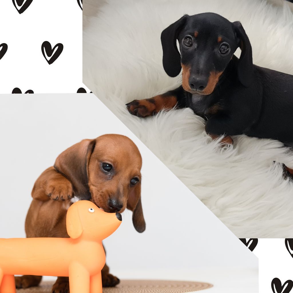 Chiots teckel nain / kaninchen 