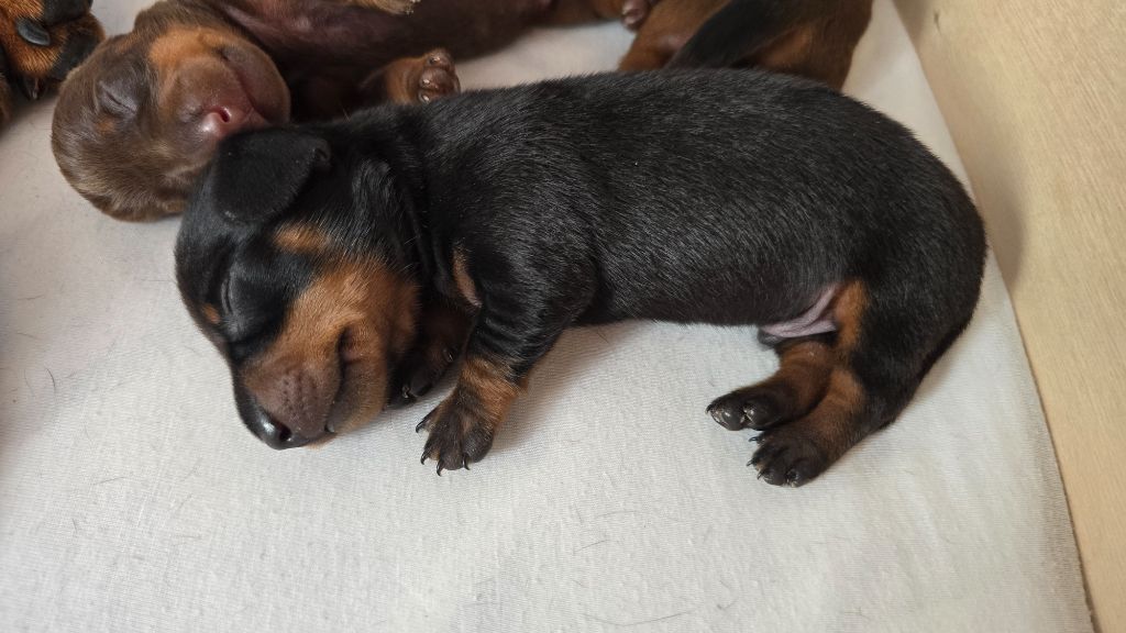 De Cerdagne Française - Chiots disponibles - Teckel poil ras