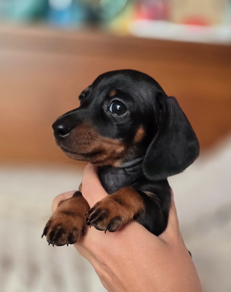 De Cerdagne Française - Teckel poil ras - Portée née le 26/08/2025