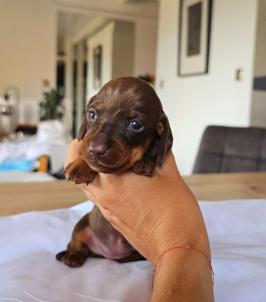 De Cerdagne Française - Chiots disponibles - Teckel poil ras